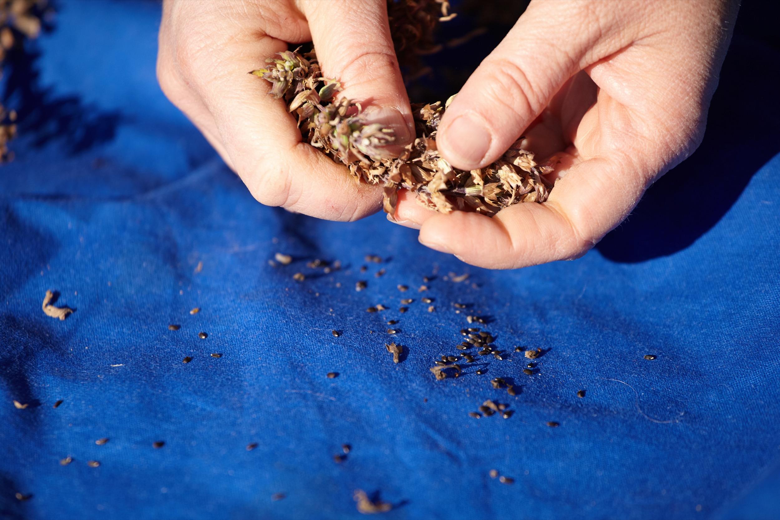 Beispielinhalt (Bild) Kräuter richtig anbauen