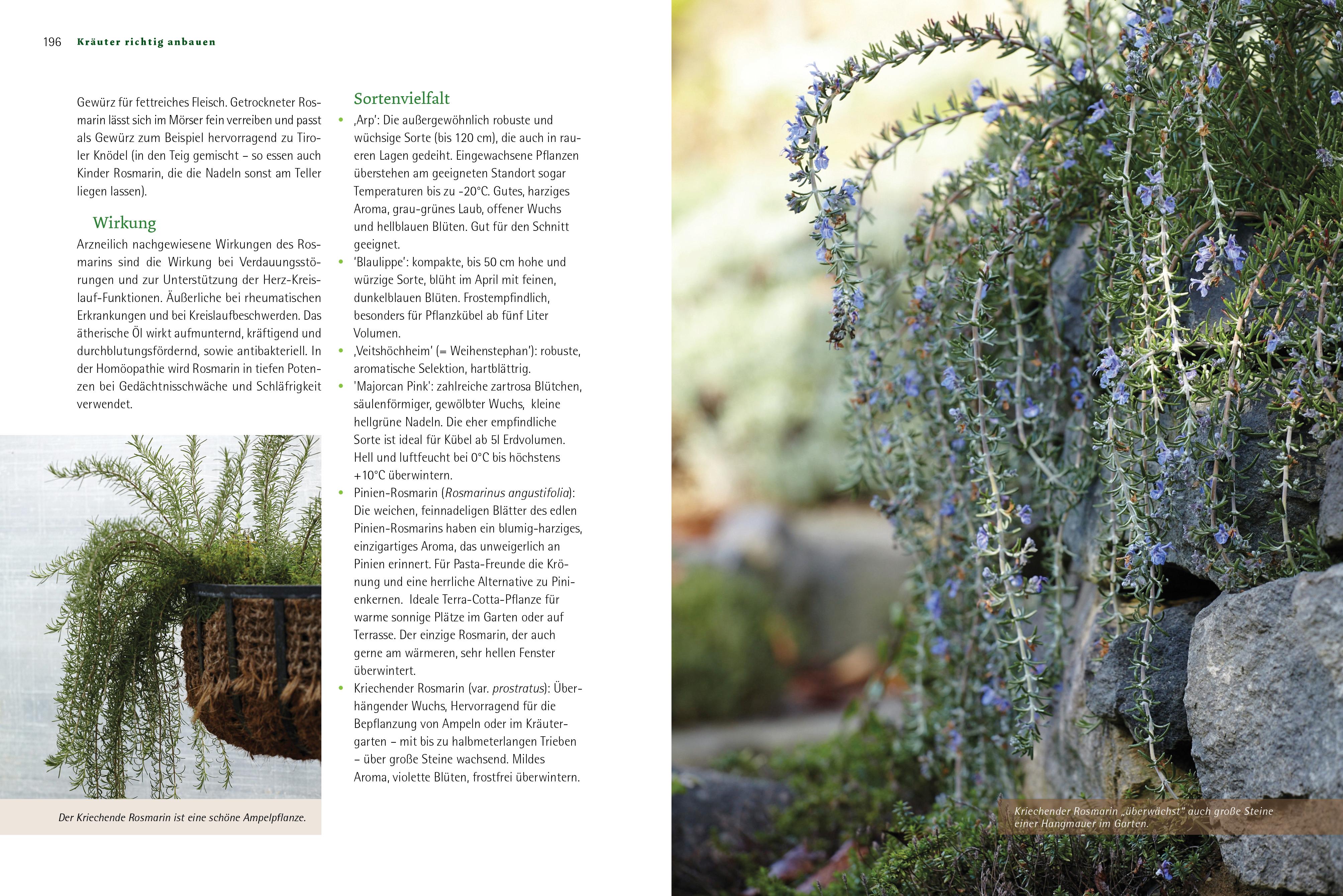 Beispielinhalt (Bild) Kräuter richtig anbauen