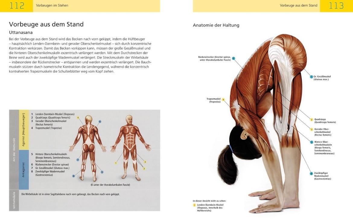 Beispielinhalt (Bild) Die Anatomie des Yoga