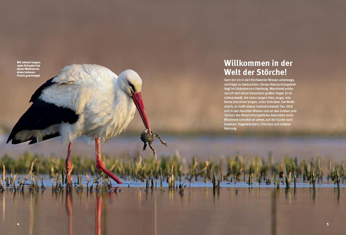 Beispielinhalt (Bild) Entdecke die Störche