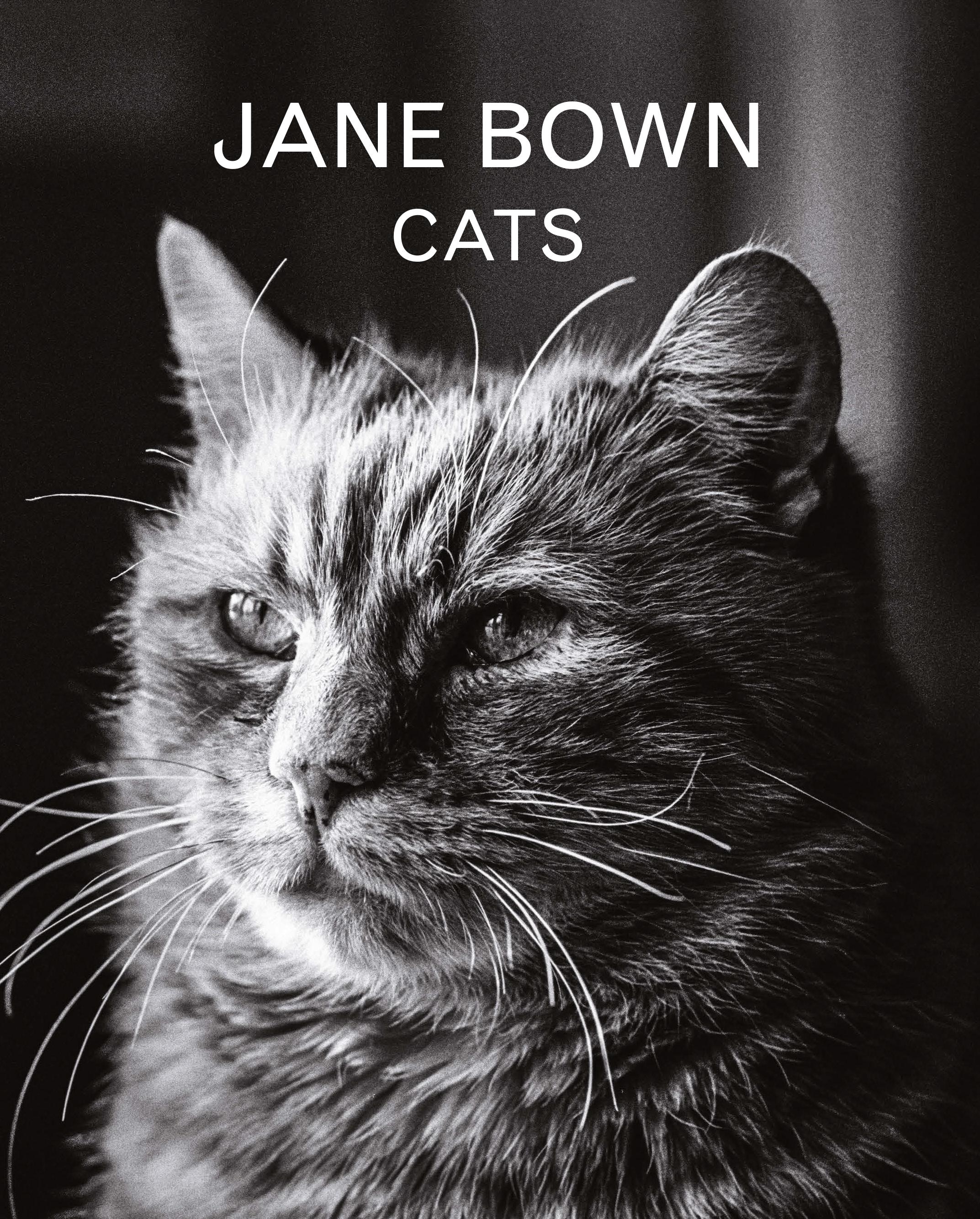 Vorderes Coverbild Jane Bown: Cats
