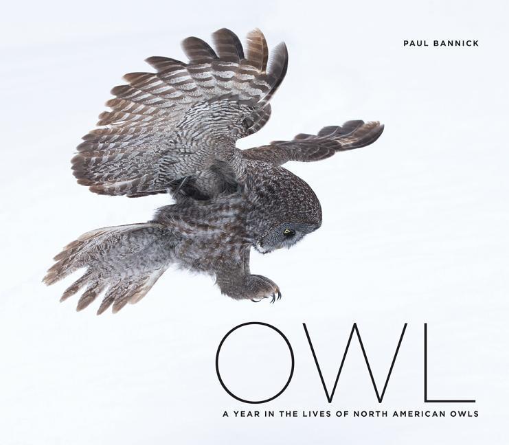 Vorderes Coverbild Owl