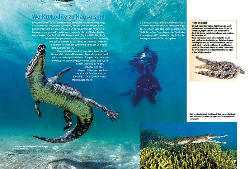 Beispielinhalt (Bild) Entdecke die Krokodile