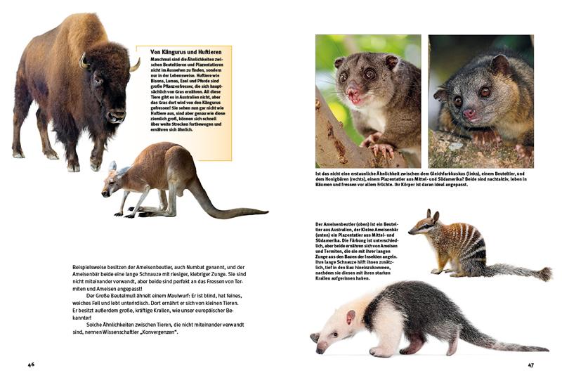 Beispielinhalt (Bild) Entdecke die Beuteltiere