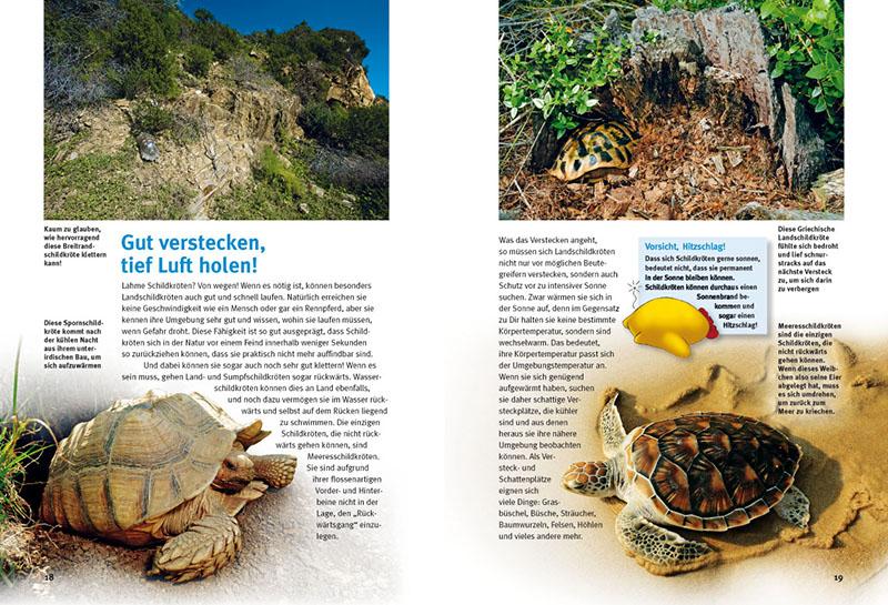 Beispielinhalt (Bild) Entdecke die Schildkröten
