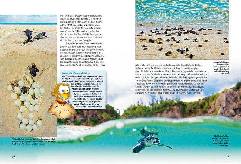 Beispielinhalt (Bild) Entdecke die Schildkröten