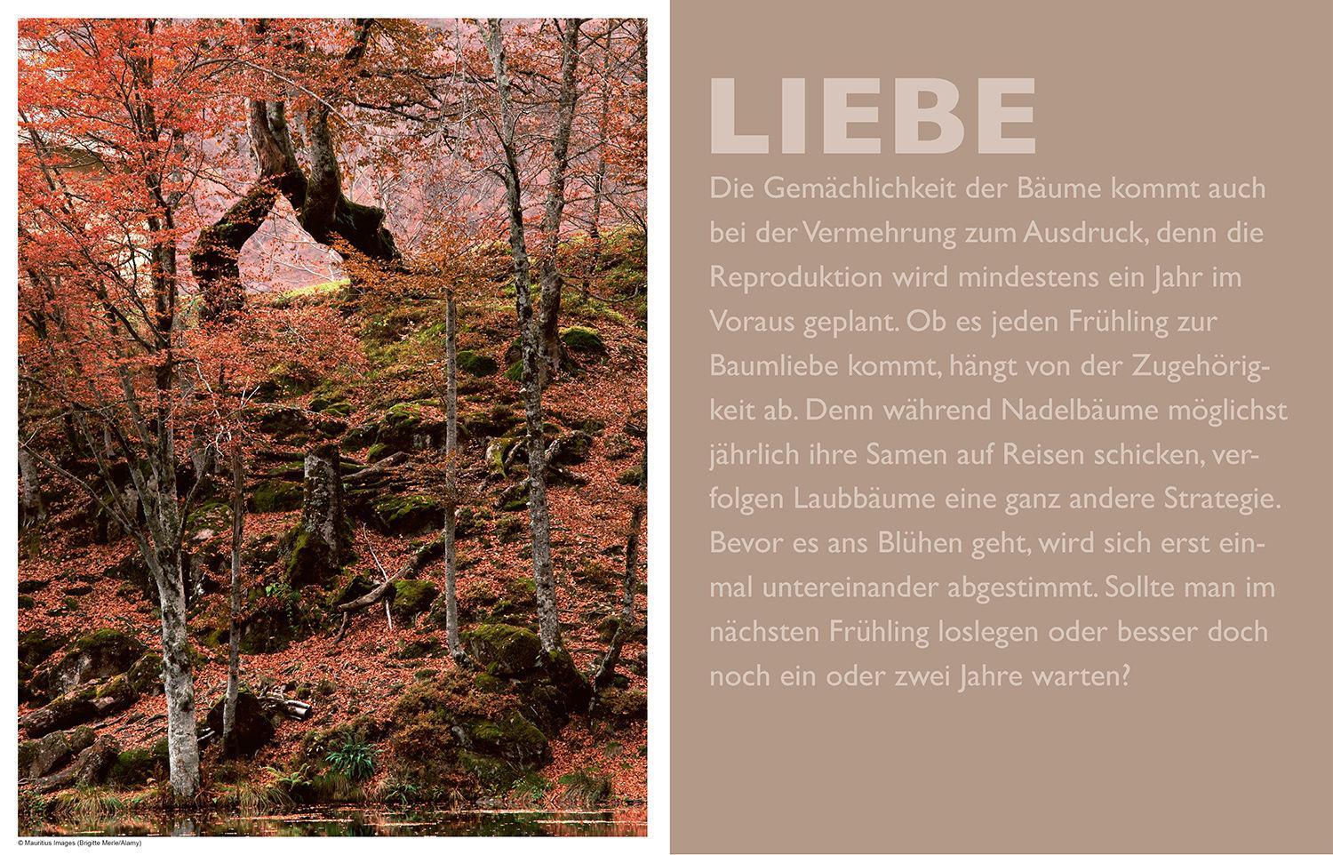 Beispielinhalt (Bild) Das geheime Leben der Bäume