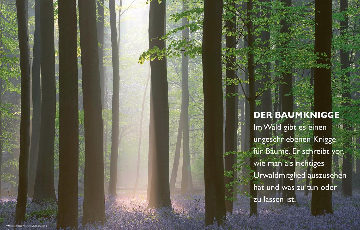 Beispielinhalt (Bild) Das geheime Leben der Bäume
