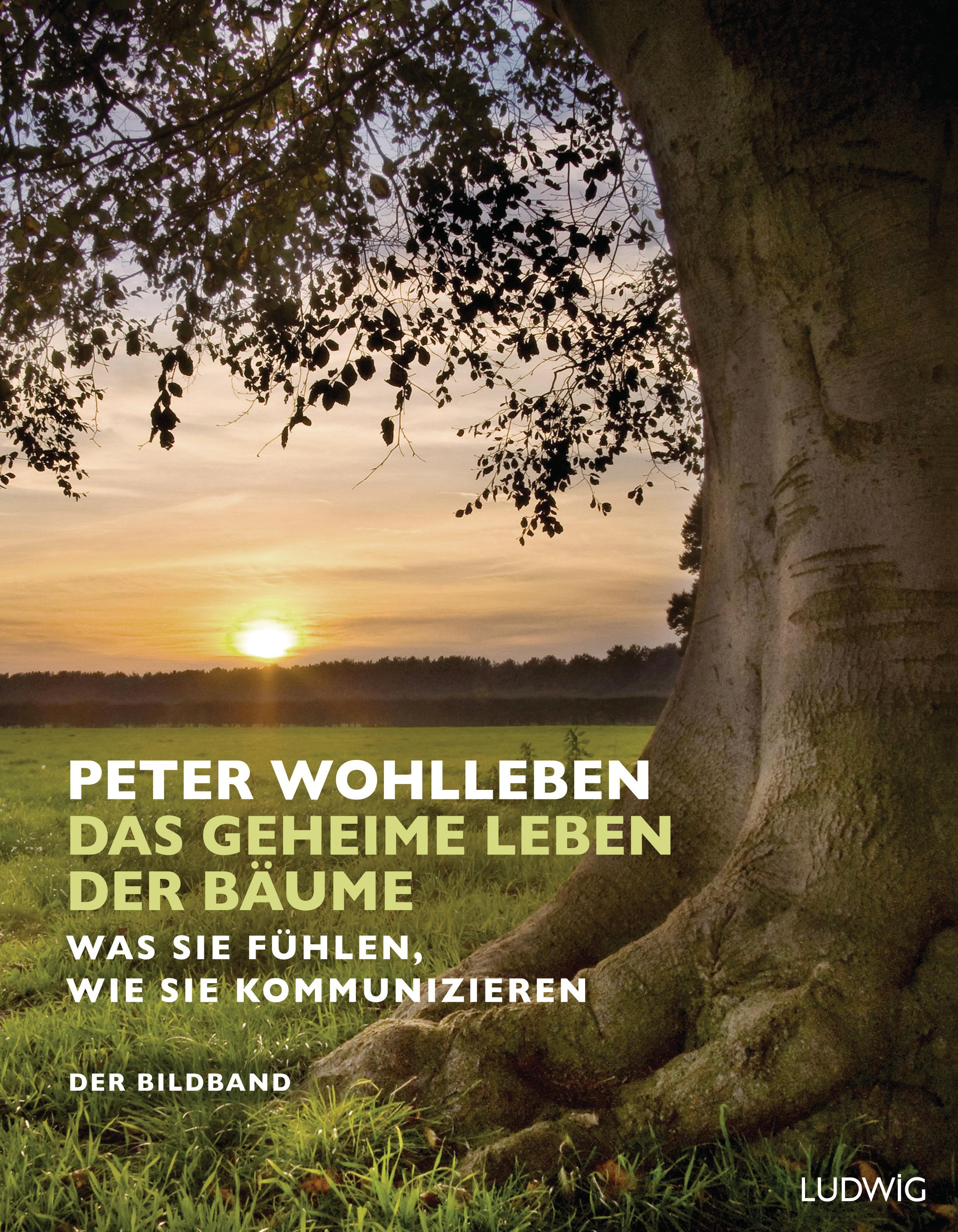Vorderes Coverbild Das geheime Leben der Bäume