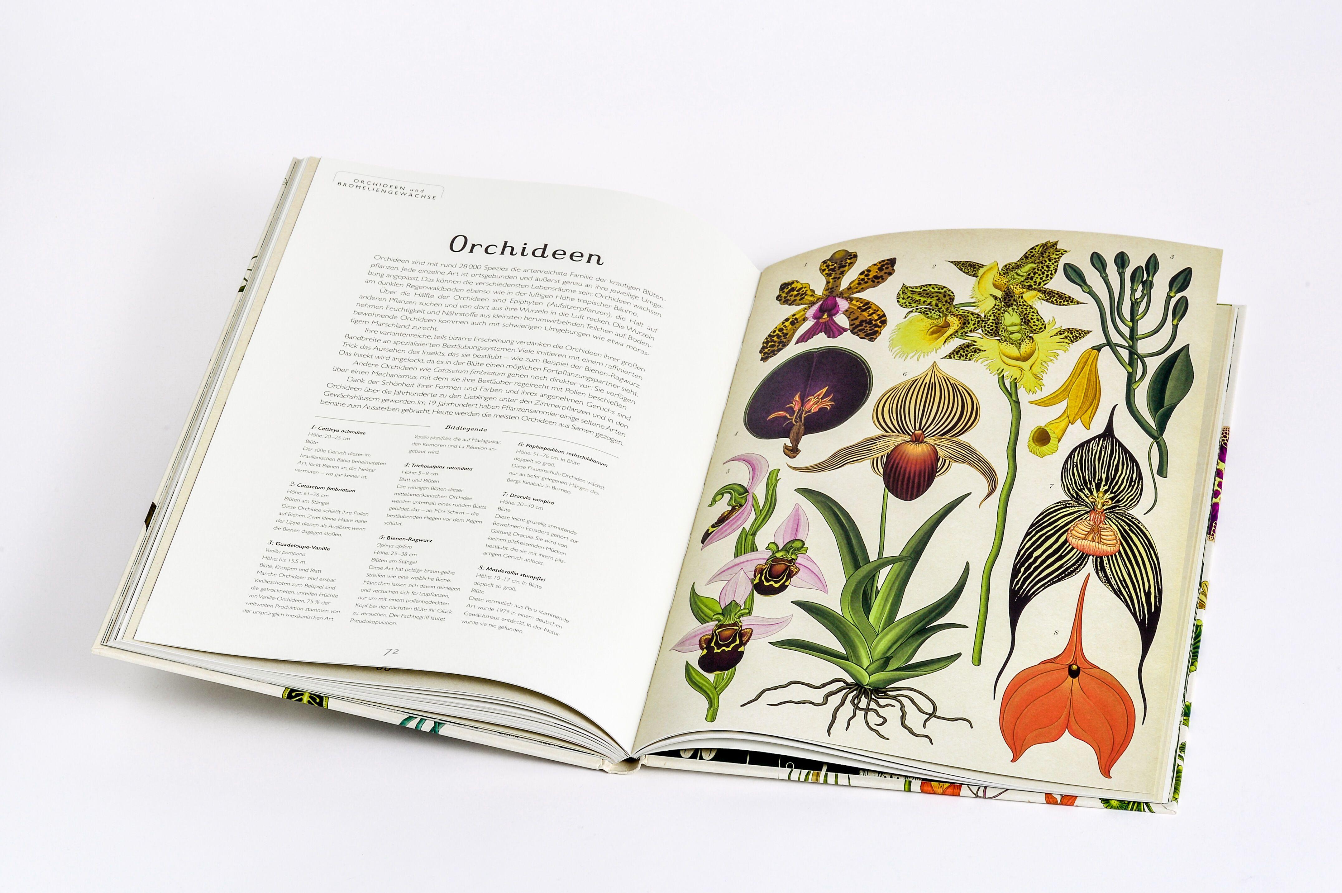 Beispielinhalt (Bild) Das Museum der Pflanzen