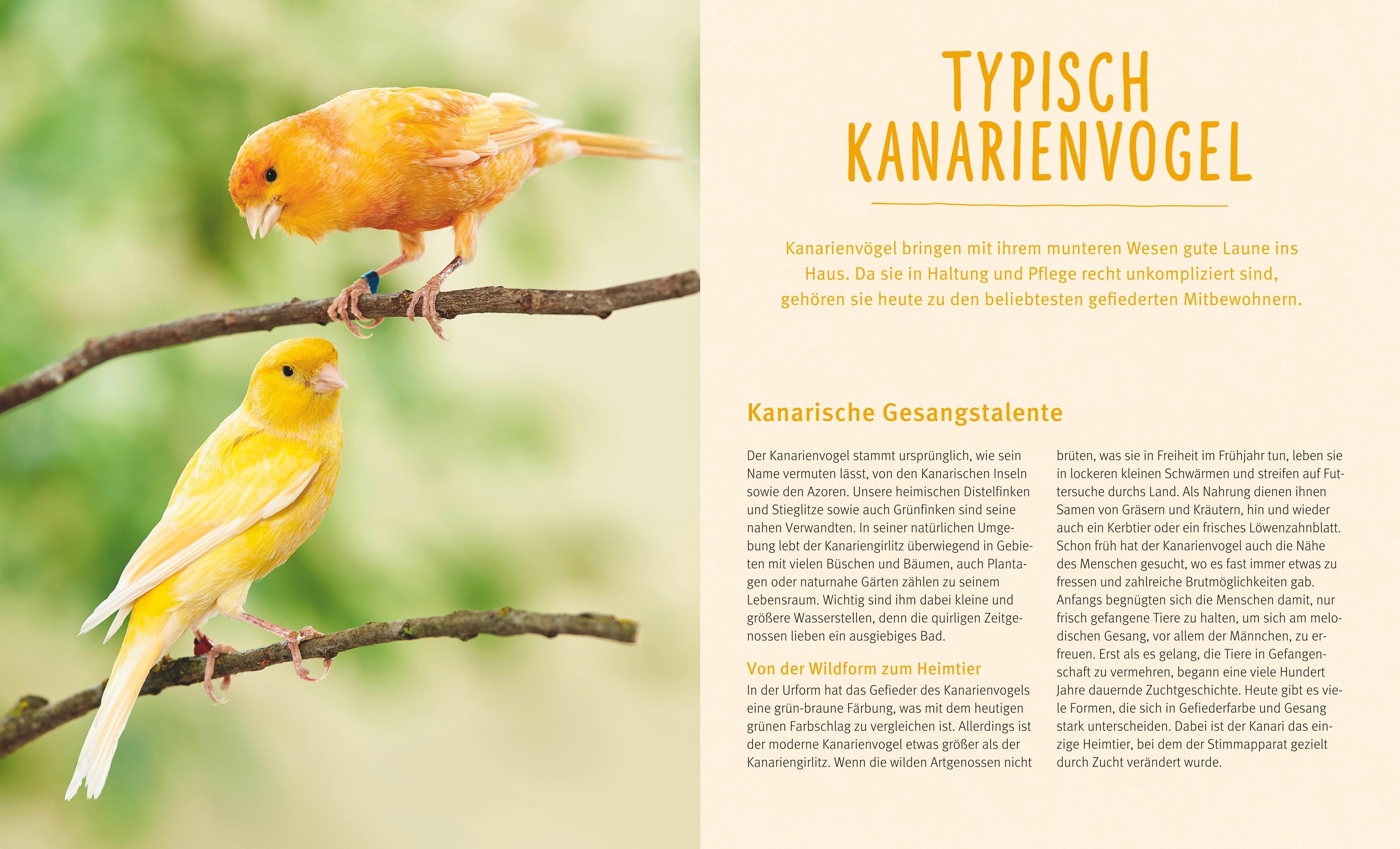Beispielinhalt (Bild) Kanarienvögel