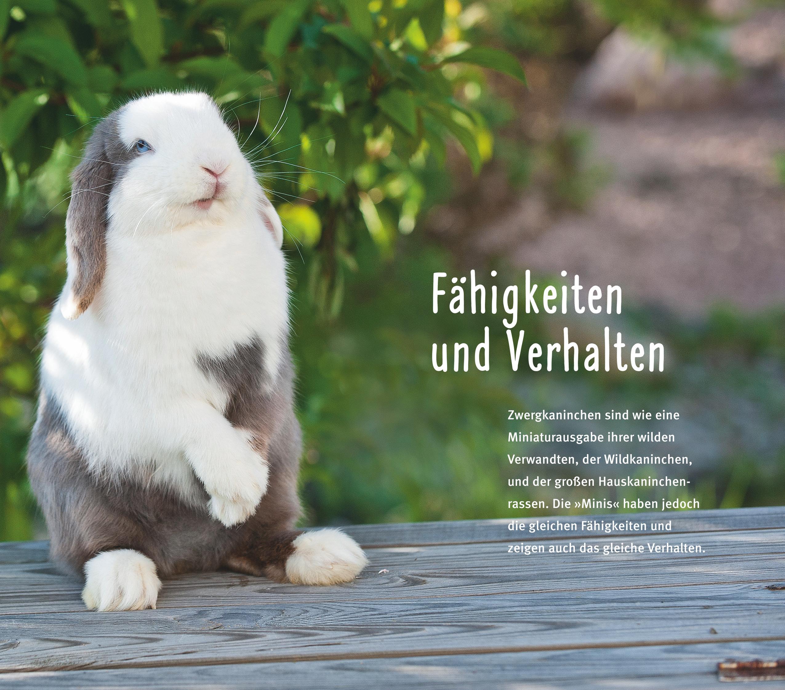 Beispielinhalt (Bild) 300 Fragen zum Zwergkaninchen