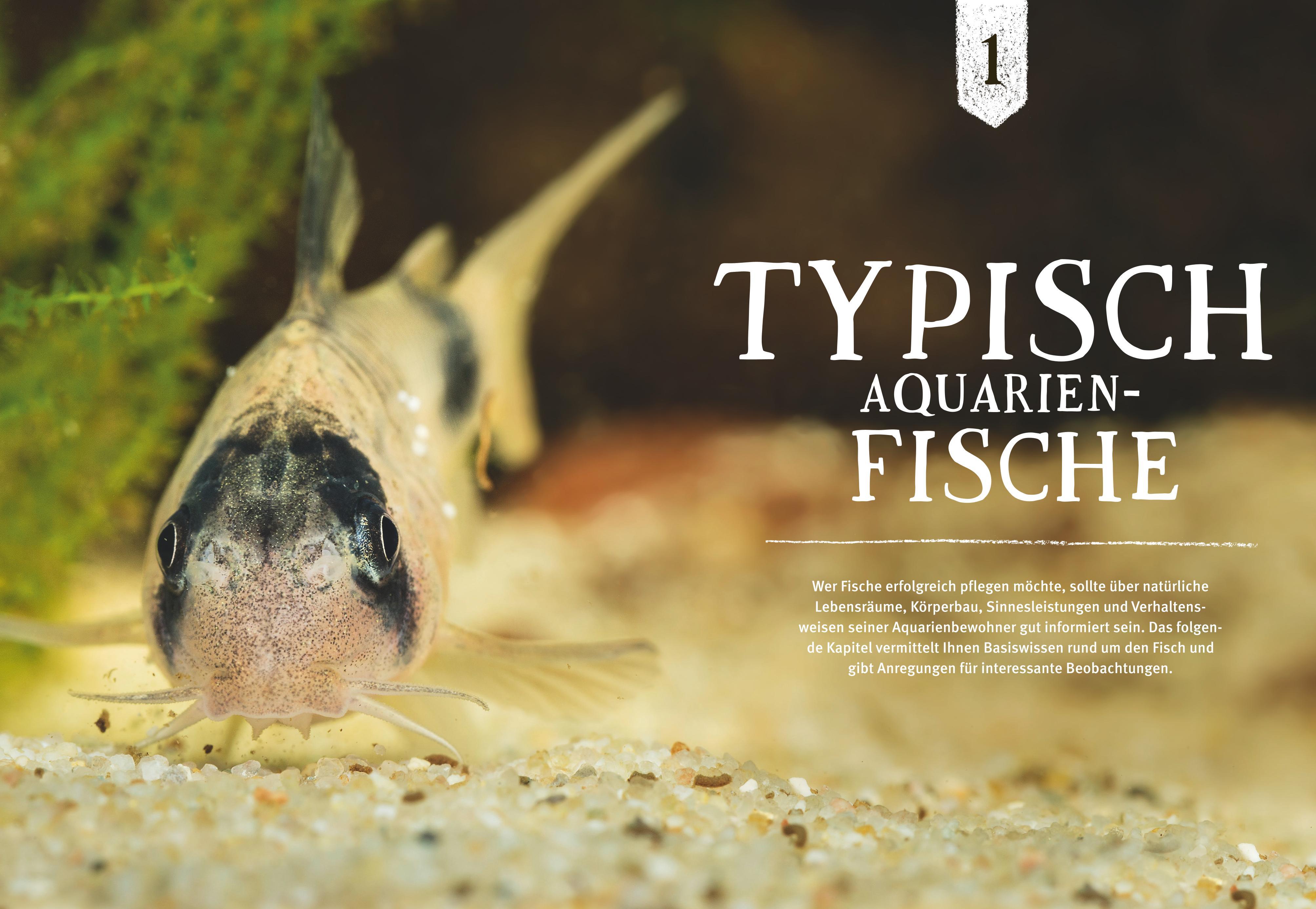 Beispielinhalt (Bild) Faszinierendes Aquarium