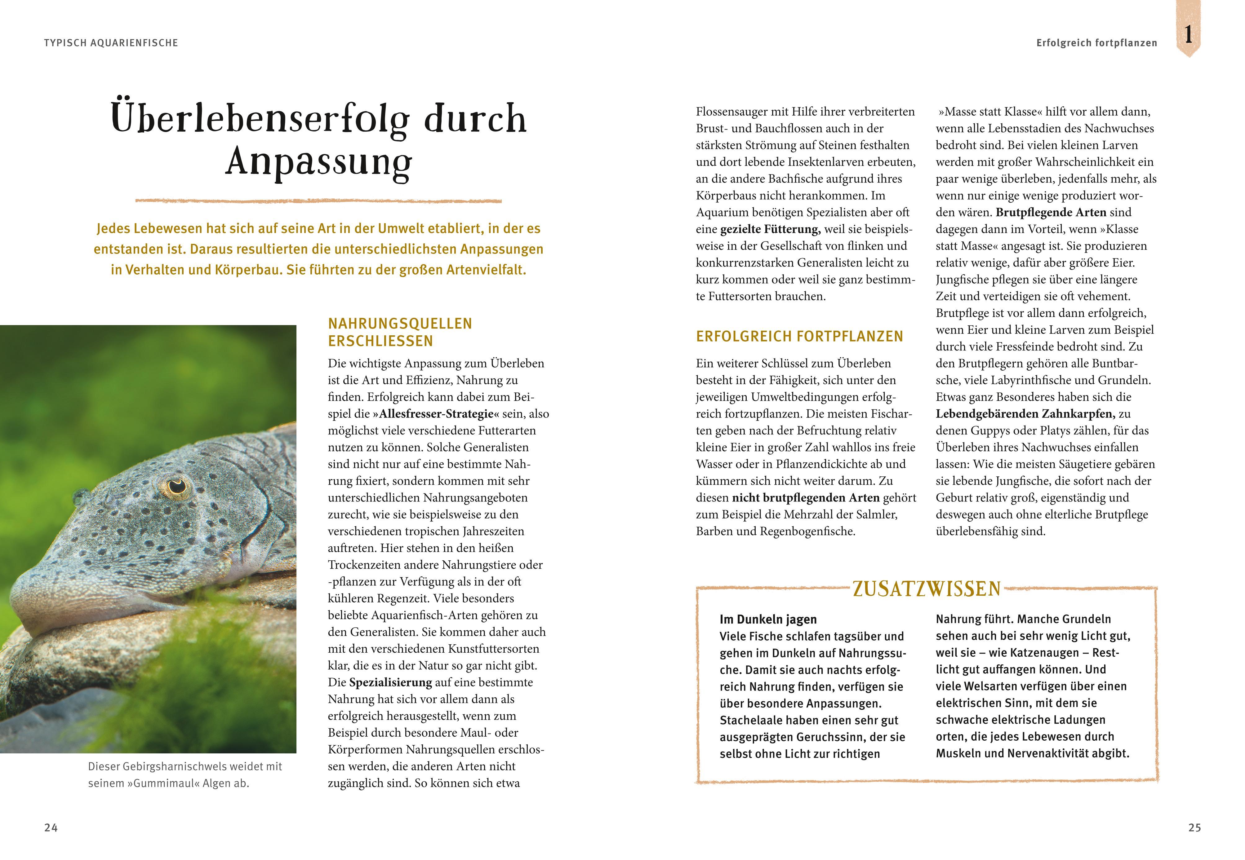 Beispielinhalt (Bild) Faszinierendes Aquarium