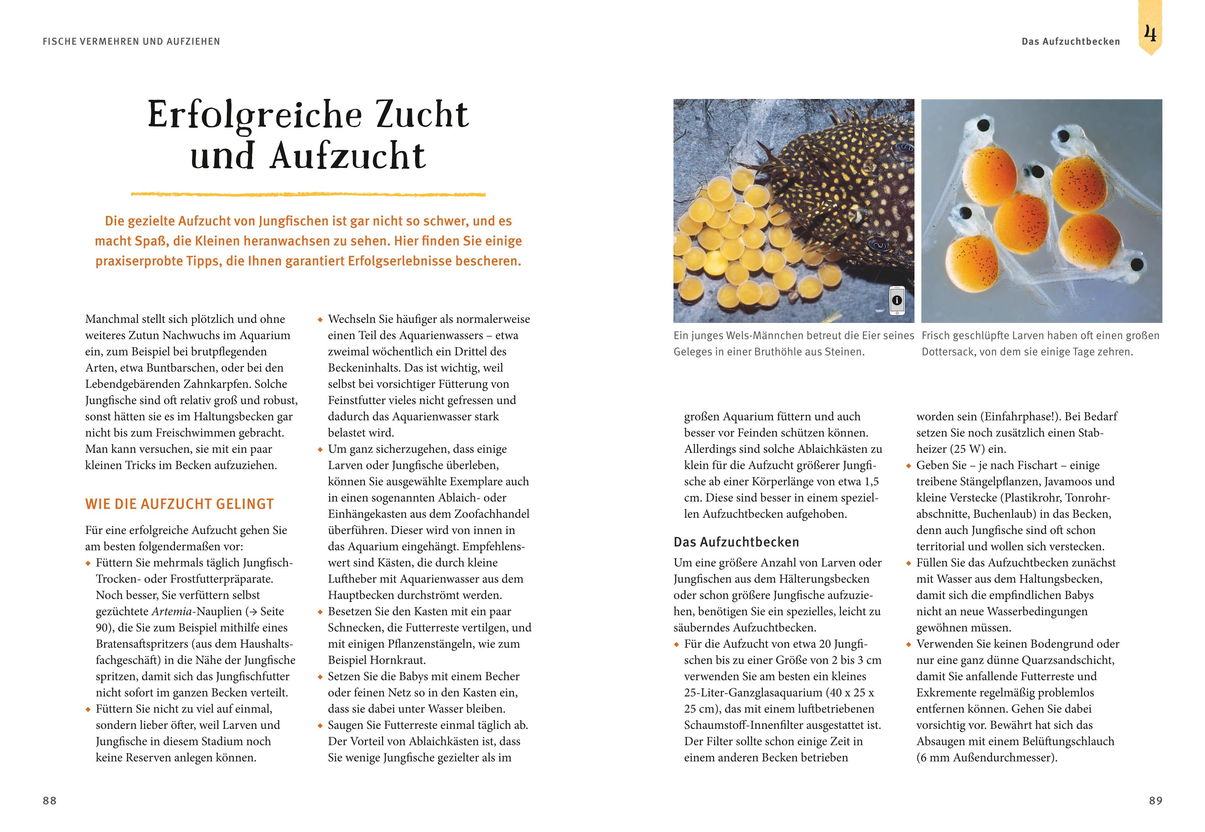 Beispielinhalt (Bild) Faszinierendes Aquarium