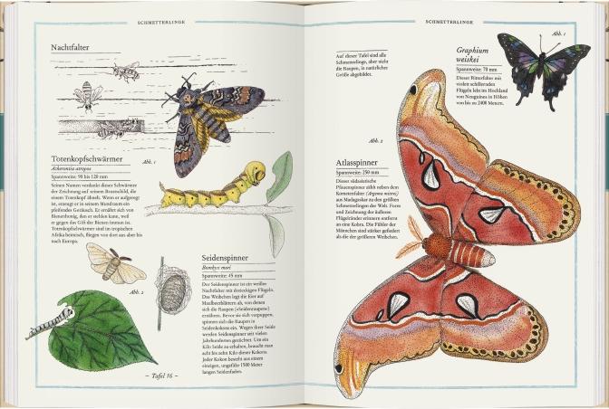 Beispielinhalt (Bild) Fliege, Falter, Honigbiene