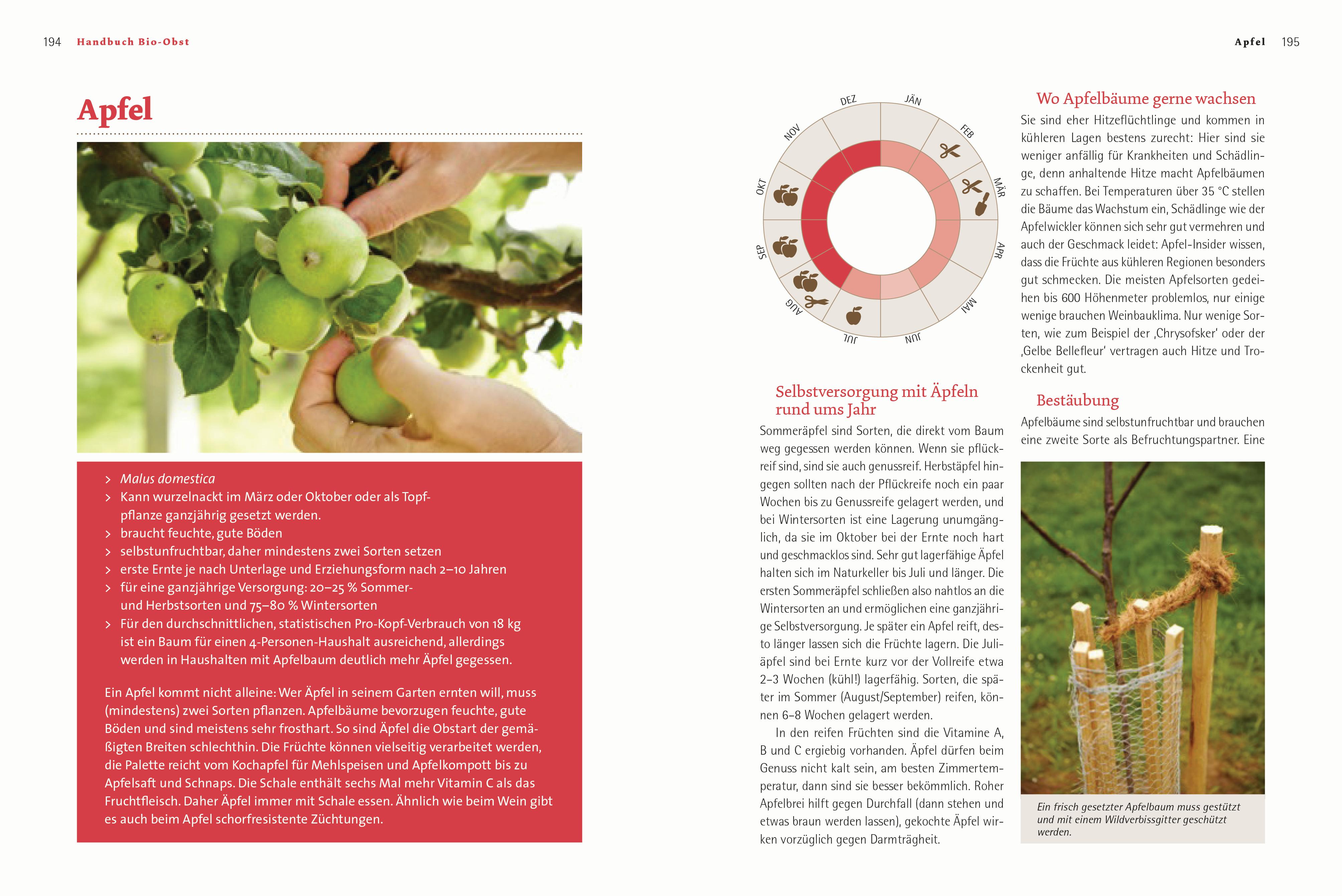 Beispielinhalt (Bild) Handbuch Bio-Obst
