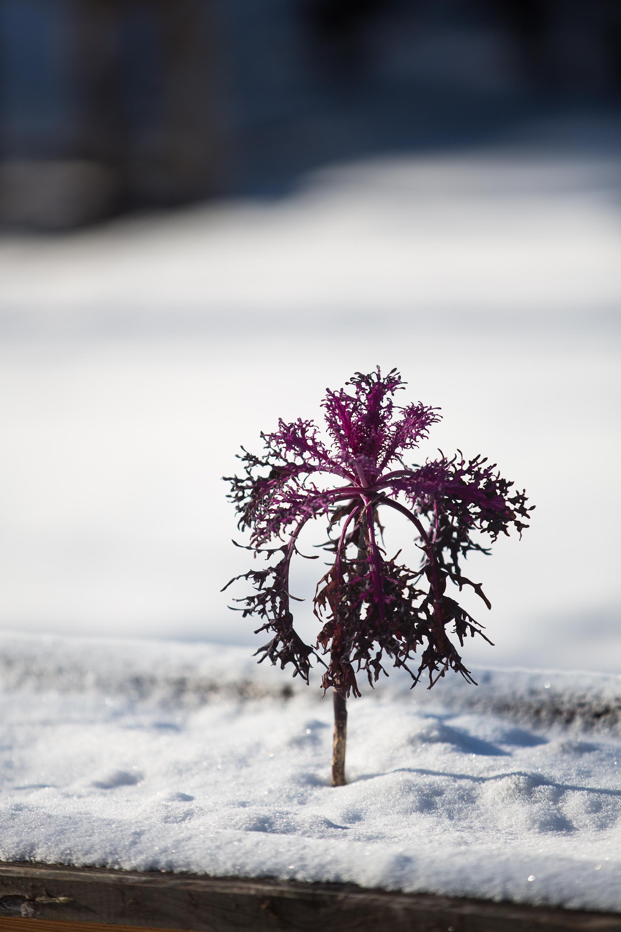 Beispielinhalt (Bild) Frisches Gemüse im Winter ernten
