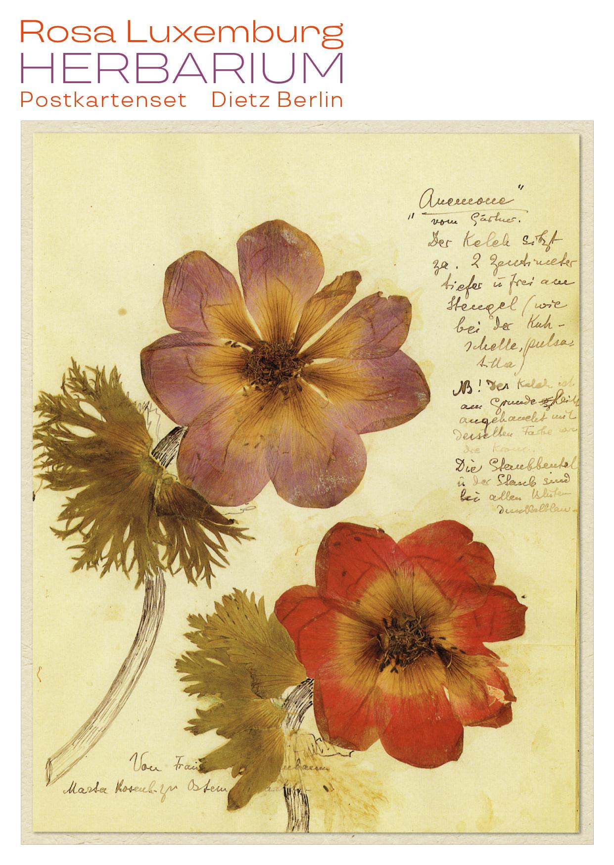 Vorderes Coverbild Herbarium Postkartenset