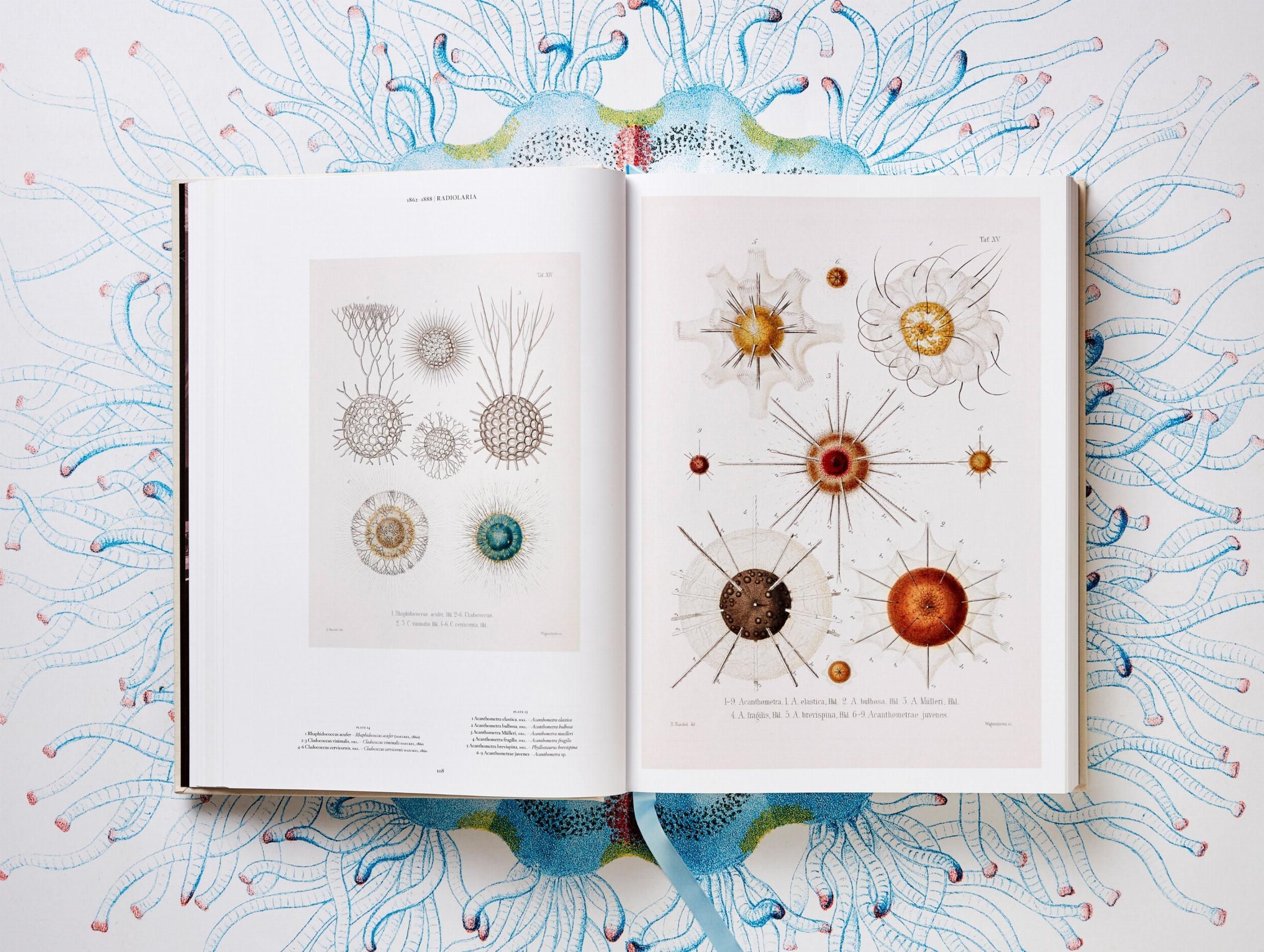 Beispielinhalt (Bild) The Art and Science of Ernst Haeckel