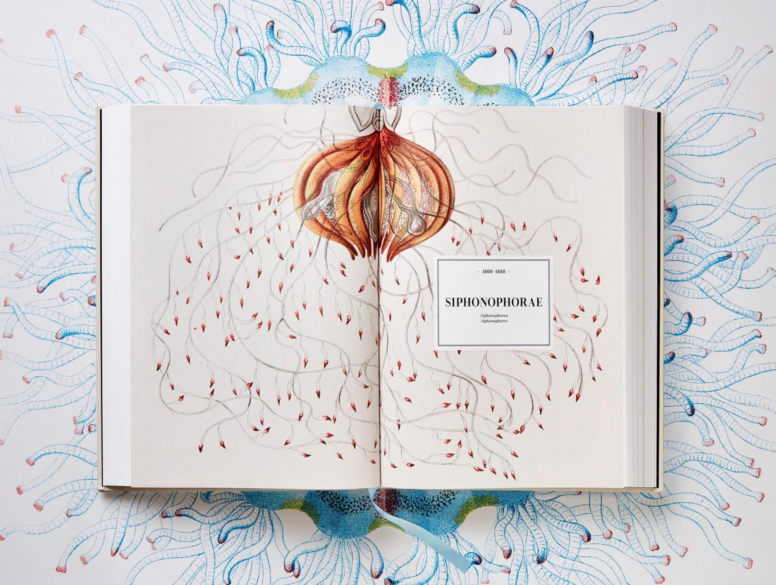 Beispielinhalt (Bild) The Art and Science of Ernst Haeckel