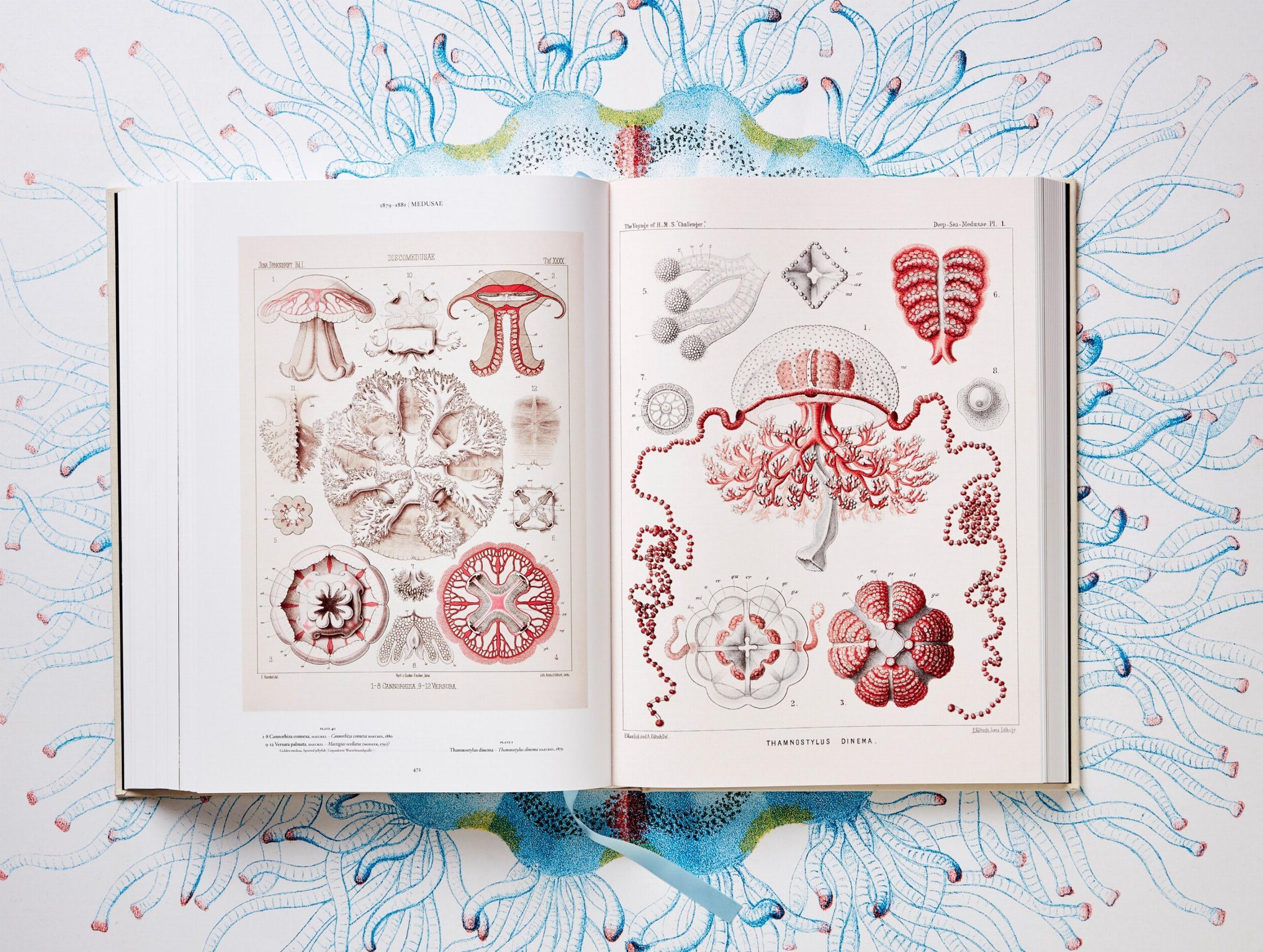 Beispielinhalt (Bild) The Art and Science of Ernst Haeckel