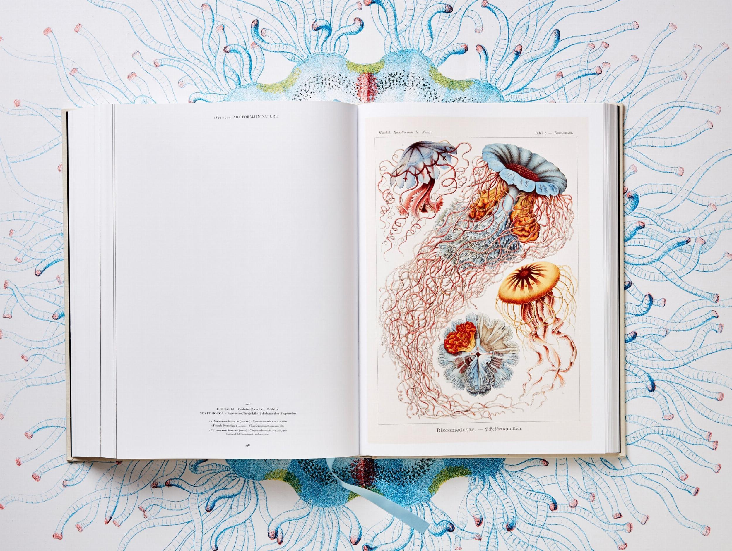 Beispielinhalt (Bild) The Art and Science of Ernst Haeckel
