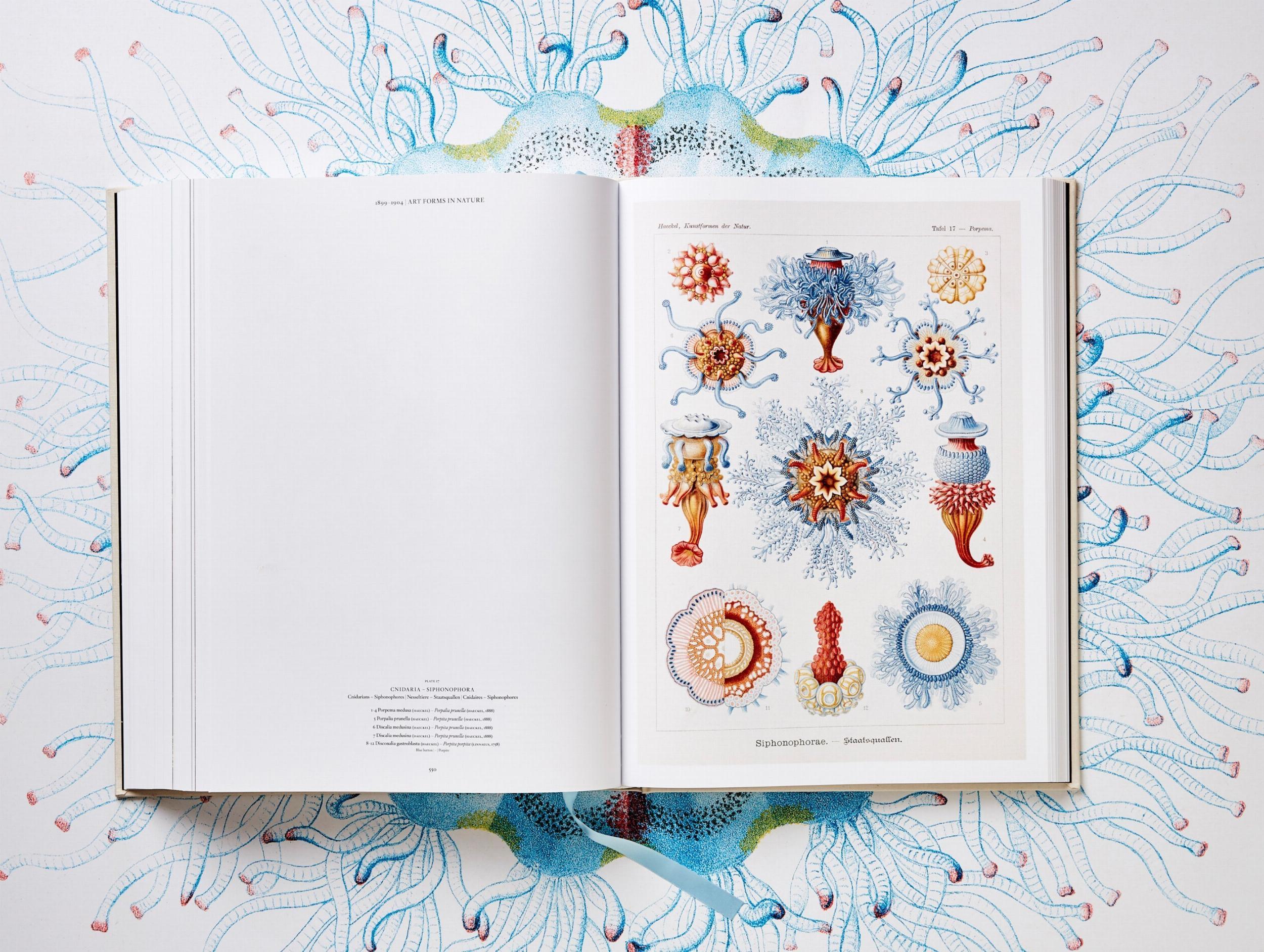 Beispielinhalt (Bild) The Art and Science of Ernst Haeckel