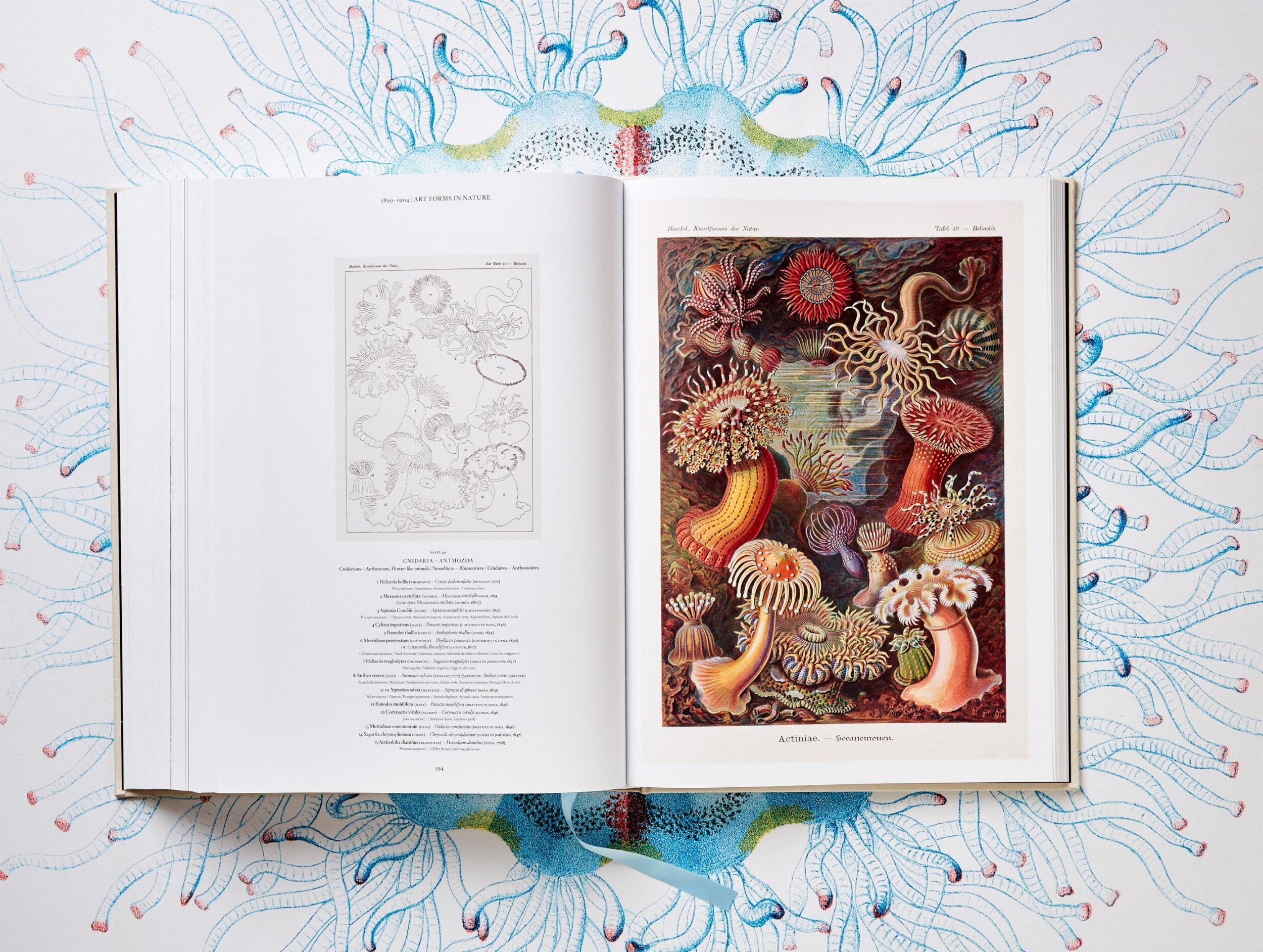 Beispielinhalt (Bild) The Art and Science of Ernst Haeckel