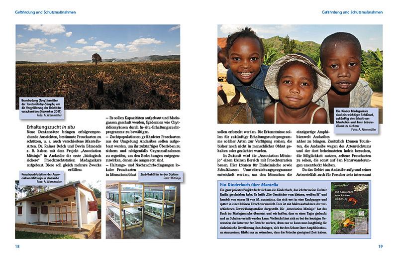 Beispielinhalt (Bild) Madagaskar-Buntfrösche
