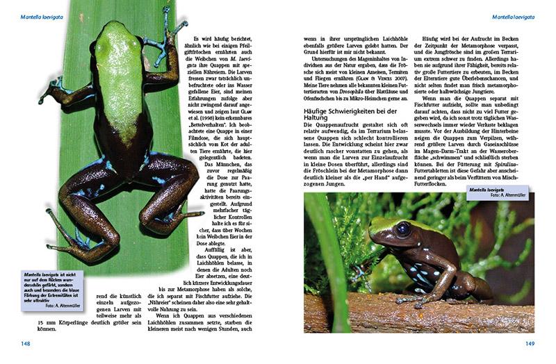 Beispielinhalt (Bild) Madagaskar-Buntfrösche
