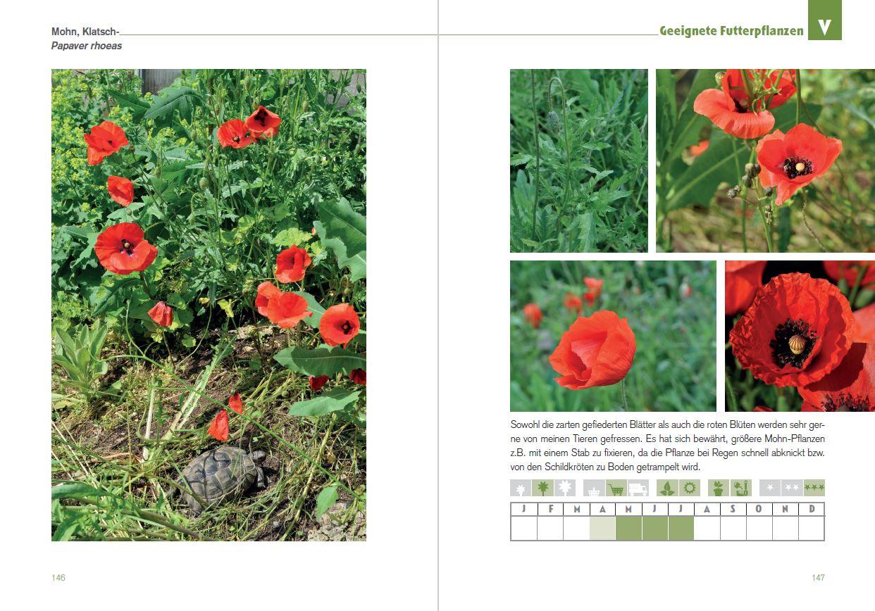 Beispielinhalt (Bild) Der Schildkröten-Gärtner - Naturnahe Ernährung Europäischer Landschildkröten