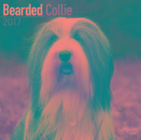 Vorderes Coverbild Bearded Collie Calendar 2017