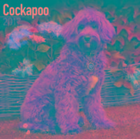 Vorderes Coverbild Cockapoo Calendar 2017