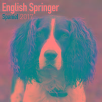 Vorderes Coverbild English Springer Spaniel Calendar 2017