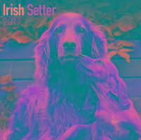 Vorderes Coverbild Irish Setter Calendar 2017