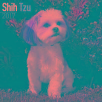 Vorderes Coverbild Shih Tzu Calendar 2017