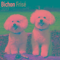 Vorderes Coverbild Bichon Frise Calendar 2017