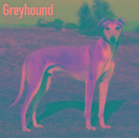 Vorderes Coverbild Greyhound Calendar 2017