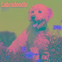 Vorderes Coverbild Labradoodle Calendar 2017