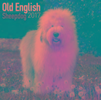 Vorderes Coverbild Old English Sheepdog Calendar 2017