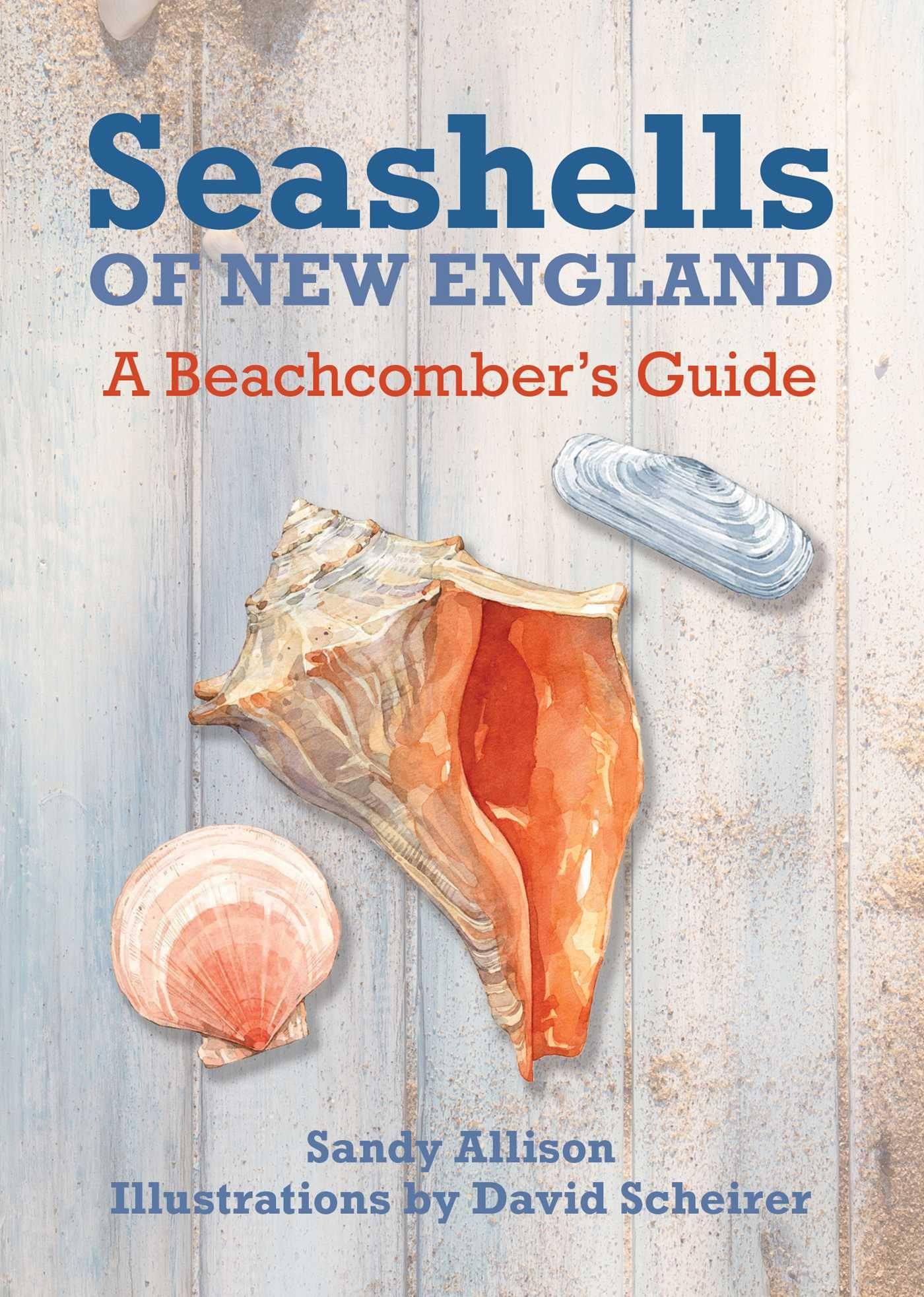 Vorderes Coverbild Seashells of New England