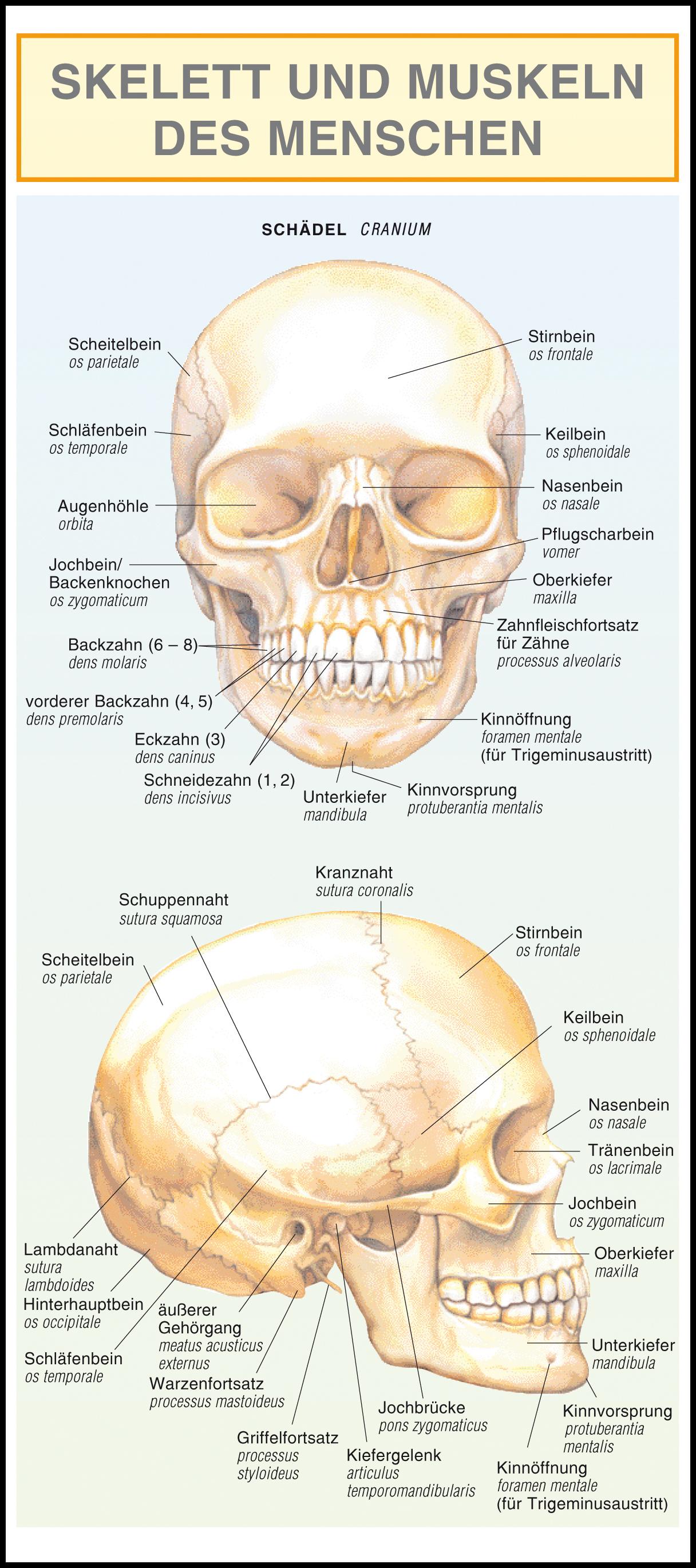Vorderes Coverbild Skelett und Muskeln des Menschen. Leporello-Klappkarte,