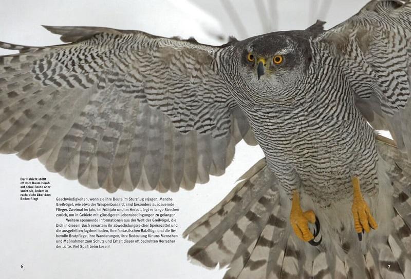 Beispielinhalt (Bild) Entdecke die Greifvögel