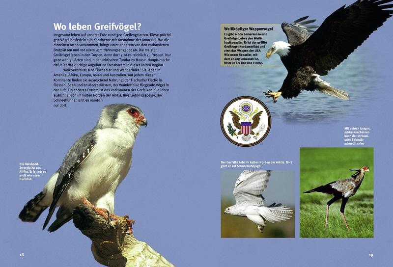 Beispielinhalt (Bild) Entdecke die Greifvögel