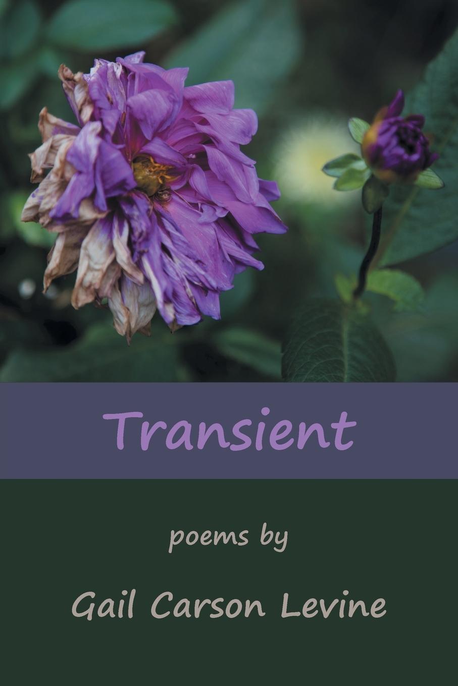 Vorderes Coverbild Transient