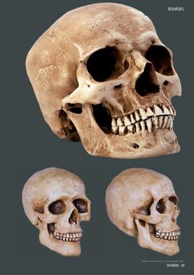 Beispielinhalt (Bild) Skulls & Bones
