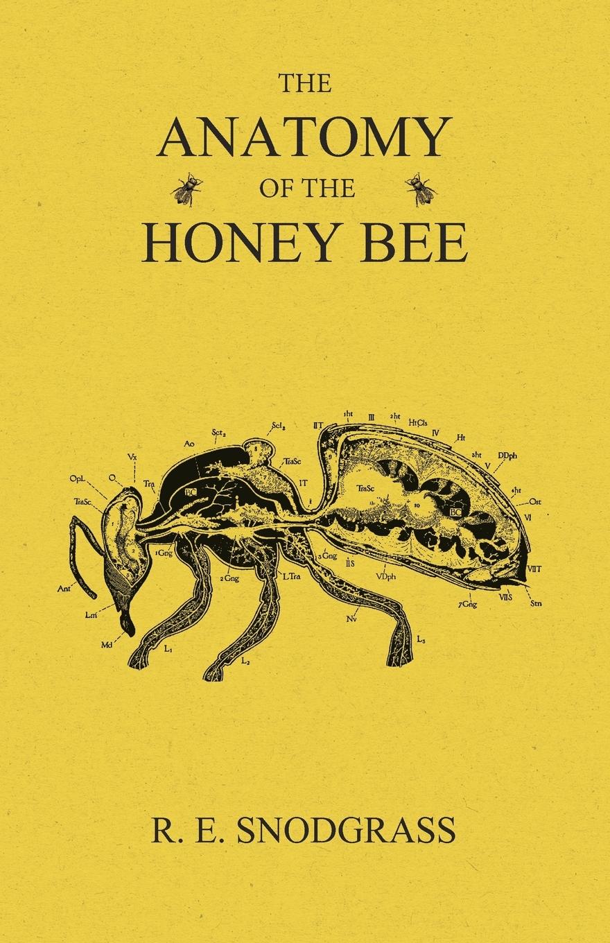 Vorderes Coverbild The Anatomy of the Honey Bee