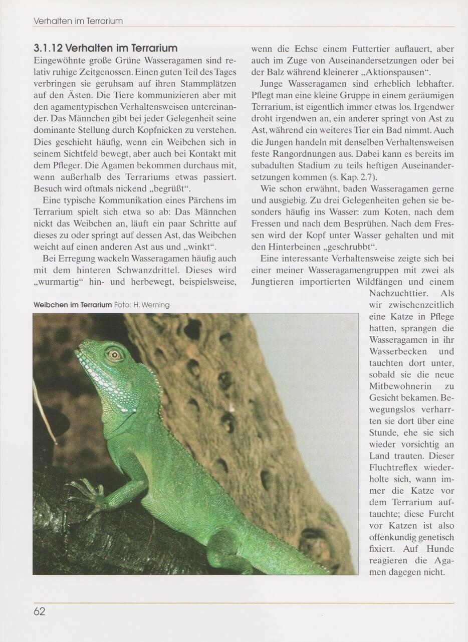 Beispielinhalt (Bild) Wasseragamen und Segelechsen