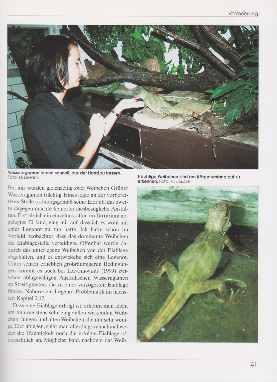 Beispielinhalt (Bild) Wasseragamen und Segelechsen